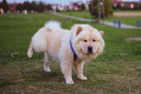 The 7 Most Unusual Habits of Chow Chows - Dog News Web