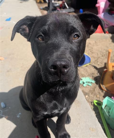 Black Labrador Pitbull Mix Puppies
