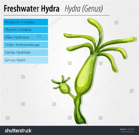 Freshwater Hydra - Hydra Genus Stock Vector Illustration 116154418 : Shutterstock