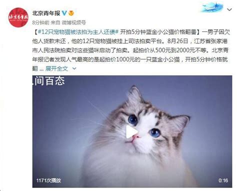 12只宠物猫被法拍为主人还债 当前价已经达到2800元-热点-奇诺星座网