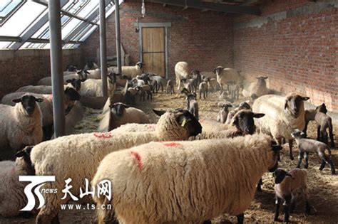 十师一八一团种羊场多胎种羊繁育率达到200%以上_央广网