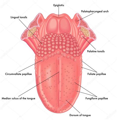 Image result for Vector Images of Using Computer