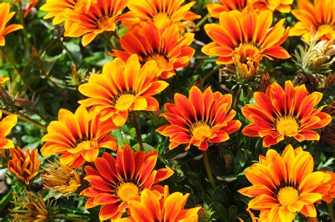 Gazanie (Gazania rigens) - hausinfo