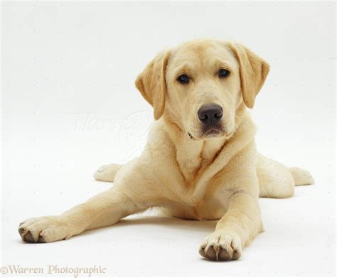 Golden Lab Breed Of Dog at Fernande Frank blog