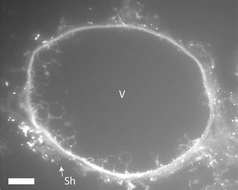 Image result for DAPI Staining 101