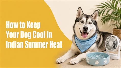 How to Keep Your Dog Cool in Indian Summer Heat: A Complete Guide | Zigly