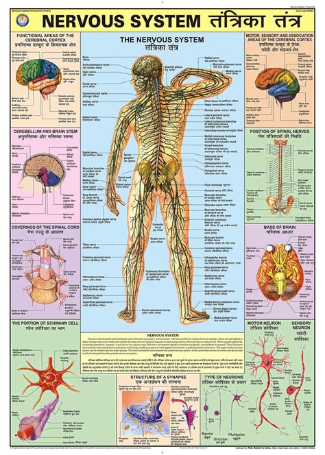 Buy HPM04 | TeachingNest | Nervous System Chart 70x100 cm | English ...