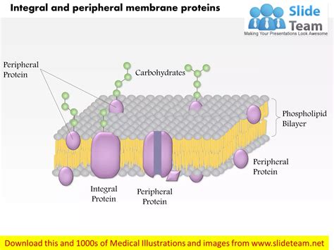 Integral and peripheral membrane proteins medical images for power ...