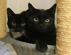 katzen von pflanzen fernhalten katze halten katze allein halten oder zu zweit focus katzen von pflanzen fernhalten katze halten katze allein halten oder zu zweit focus