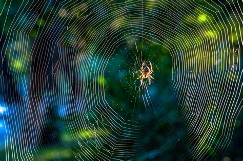How Do Spiders Make Webs? | Steps, Silk, & Spinnerets | Britannica