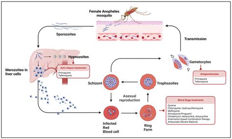 Medication For Malaria And Typhoid at Paul Jamison blog