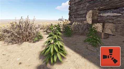 Image result for Satchle Rust Cost