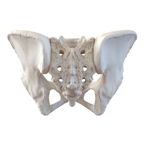 Female Pelvis Skeleton 3D | 3D Molier International