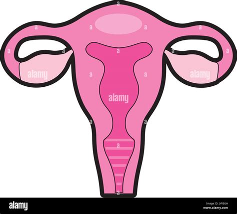 fallopian tubes with uterus to human anatomy Stock Vector Image & Art - Alamy
