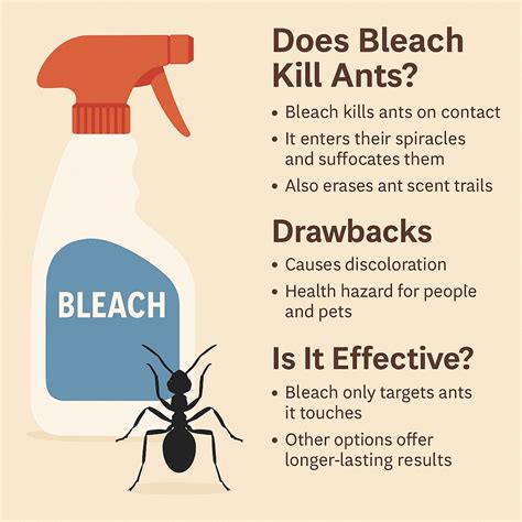 Does Bleach Kill Ants?