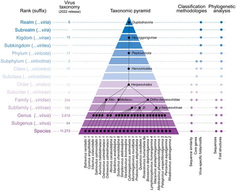 Frontiers | A critical analysis of the current state of virus taxonomy