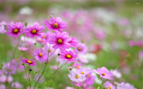 Cosmos Flower Wallpapers - Top Free Cosmos Flower Backgrounds ...