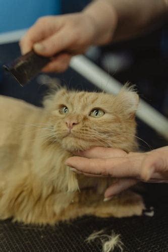 Self Grooming products for cats – ShakeHands