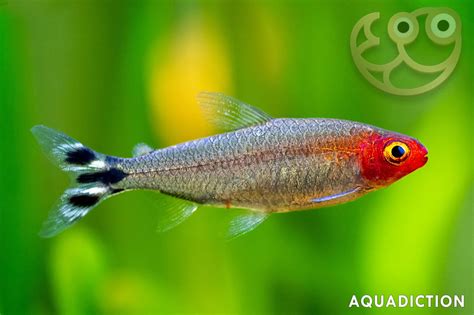 Rummy Nose Tetra - Hemigrammus rhodostomus Fish Profile & Care Guide