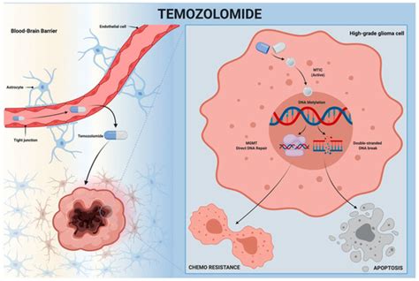 Against the Resilience of High-Grade Gliomas: The Immunotherapeutic ...