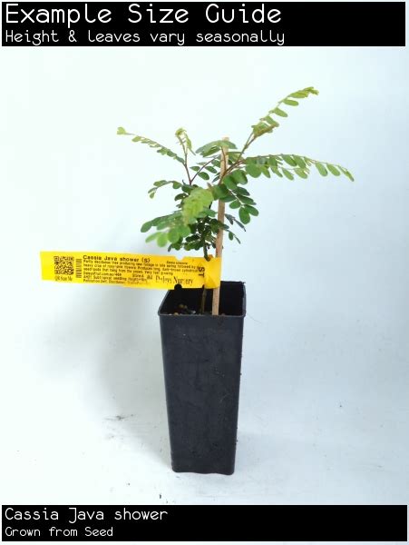 Java Shower 的图像结果