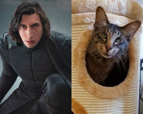 Cat Who Looks Like ‘Star Wars’ Actor Adam Driver Gets Adopted – WDXO