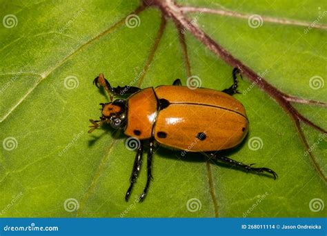 Grapevine Beetle - Pelidnota Punctata Stock Photo - Image of nature, native: 268011114