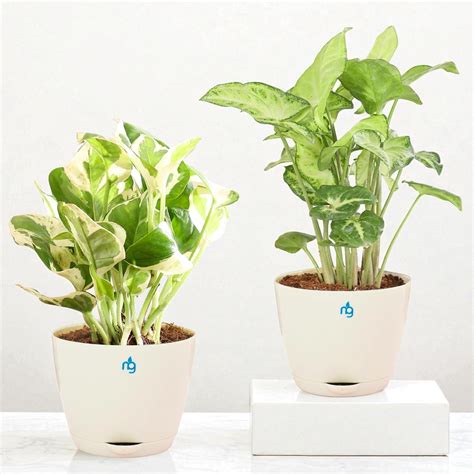Nurturing Green® Combo of 2 Live Indoor Plants (Njoy & Syngonium White ...