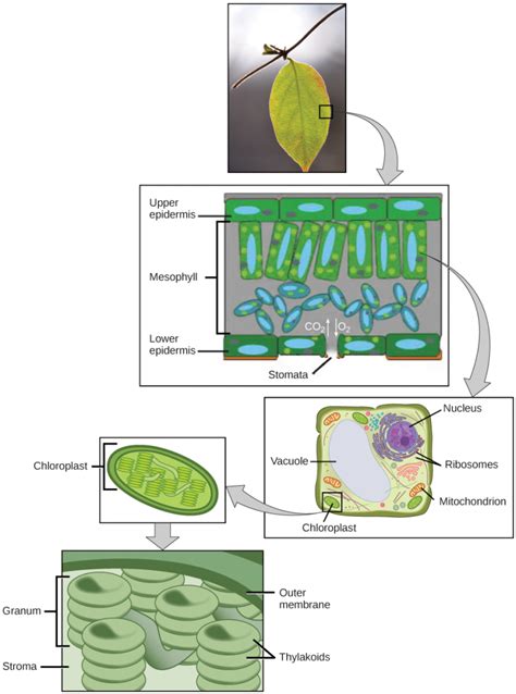 Biology Plants 的图像结果