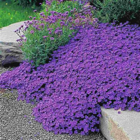 23 Best Low Growing Perennials for Ground Cover