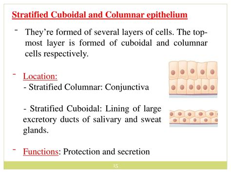 PPT - Epithelial Tissues: Structure and Function PowerPoint Presentation - ID:8883927