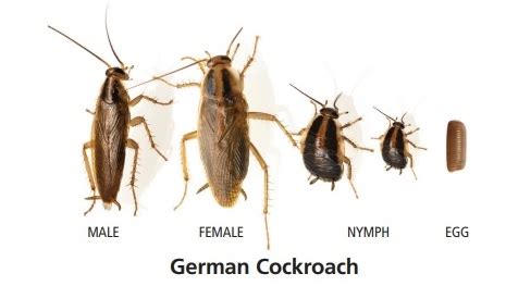 Image result for Cockroach Hatching