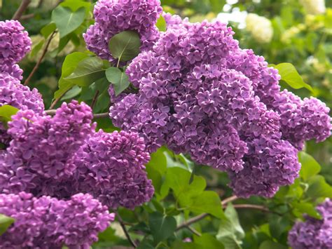 Will Lilacs Grow In South Carolina - Vitex Species Chaste Tree ...