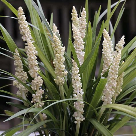 Classy Groundcovers - Liriope muscari Monroe White India | Ubuy