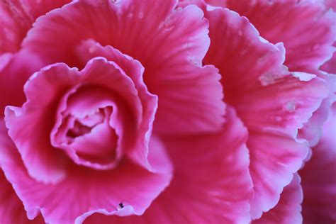Pink Carnation Wallpapers - Wallpaper Cave