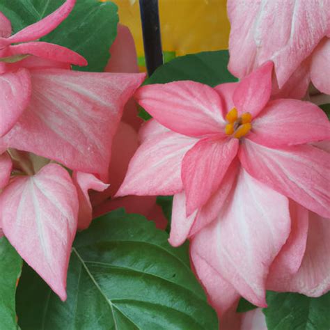 A Guide to Mussaenda Plants and How They Can Turn Your Garden into a W ...