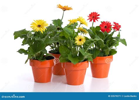 Potted Gerbera Daisy Collection Stock Image - Image of potted, daisy ...
