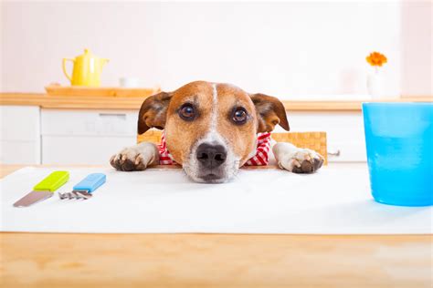 Can Dogs Eat Quesadillas? What Every Dog Parent Must Know