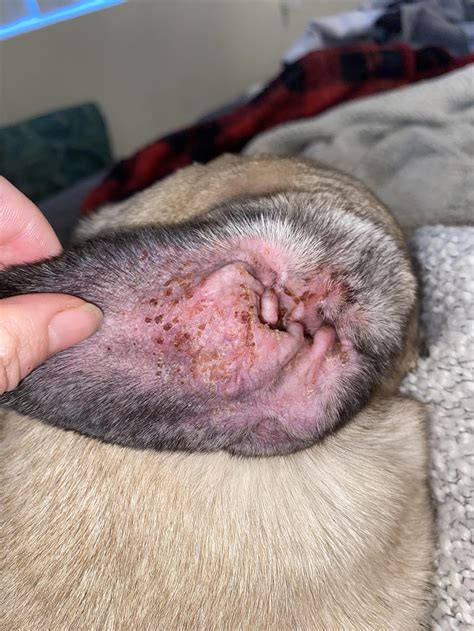 Scab Inside Dog Ear: Causes, Treatment, and Prevention