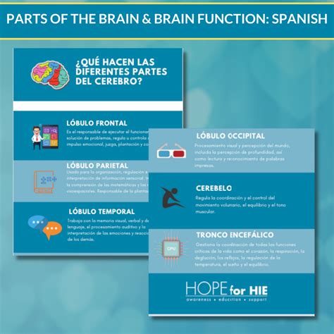 Parts of the Brain/Brain Function Graphic SPANISH – Hope for HIE Bundled