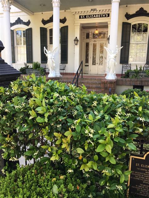 The Uptown Acorn: The Smell of Jasmine - what is the smell of jasmine