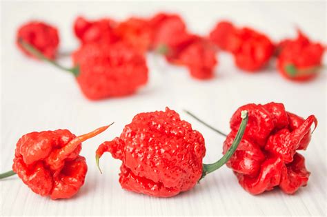 Carolina Reaper: Scoville, Where To Buy & Grow Guide