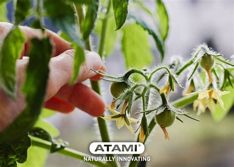 Nitrogen Deficiency in Plants? Here’s How to Fix It Fast!