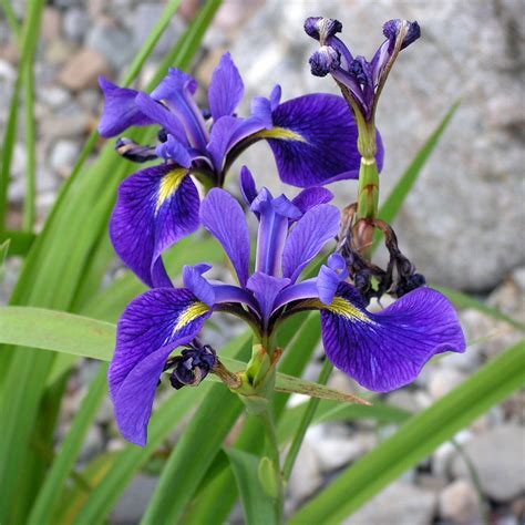 Iris versicolor - Wikipedia