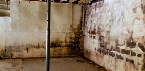 mold in basement