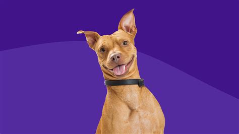 Omeprazole for dogs: Dosage and safety