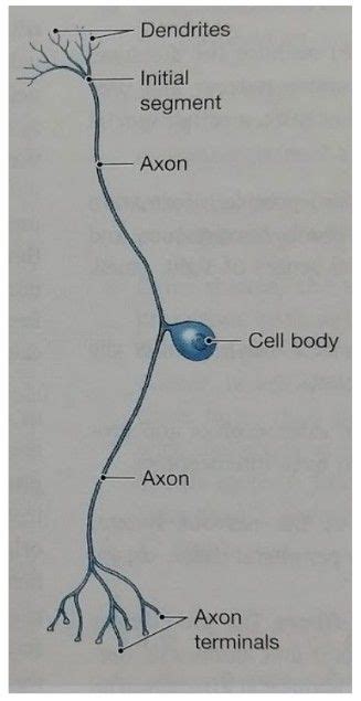 bipolar neuron function