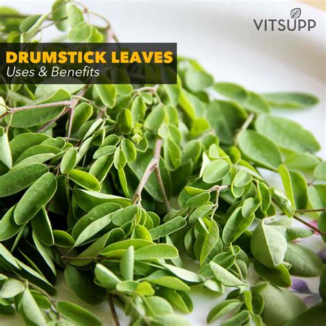 Drumstick Leaves at Ellie Gillespie blog