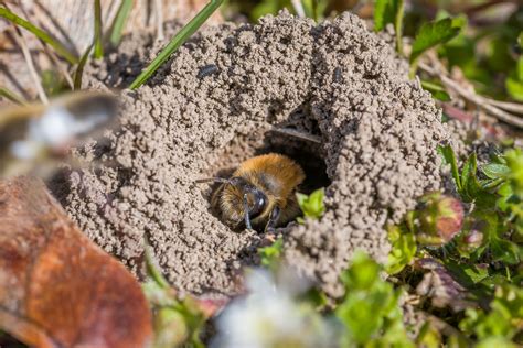 How to Get Rid Of Ground Bees? Your Ultimate Guide - Built With Tools