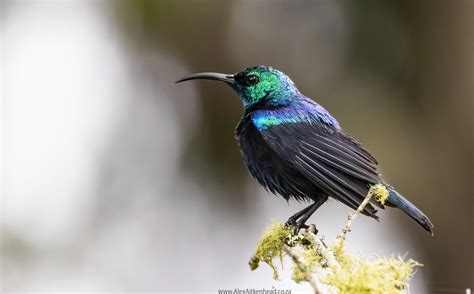 Endemic Birds of Madagascar – Alex Aitkenhead